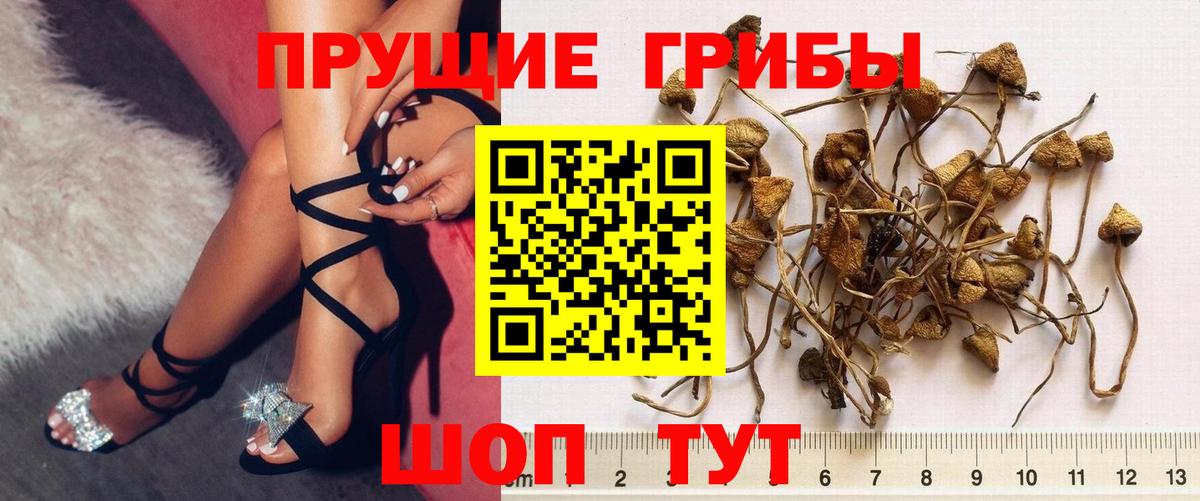 Галлюциногенные грибы Psilocybine cubensis  Вход с VPN  Фурманов 